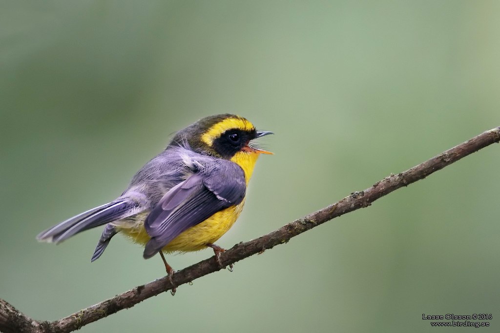 YELLOW-BELLIED FANTAIL (Chelidorhynx hypoxanthus) - Stäng / close