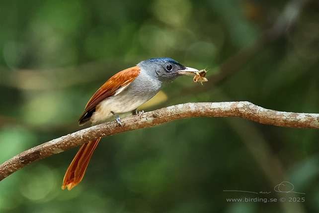 BLYTH'S PARADISE FLYCATCHER (Terpsiphone affinis) - STOR BILD / FULL SIZE