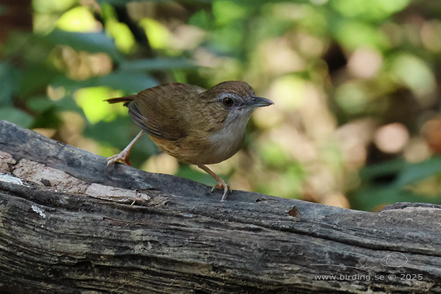 ABBOTT'S BABBLER (Malacocincla abbotti) - STOR BILD / FULL SIZE