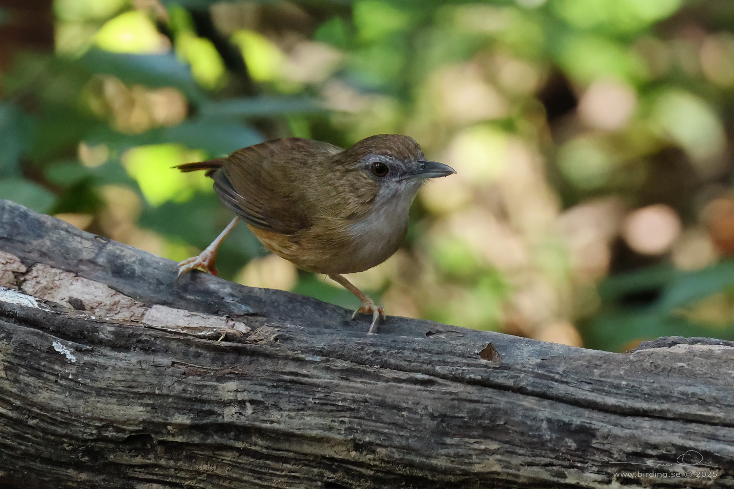 ABBOTT'S BABBLER (Malacocincla abbotti) - Stäng / close