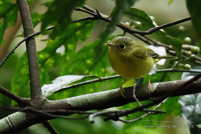 ALSTRM'S WARBLER (Phylloscopus soror) - STOR BILD / FULL SIZE