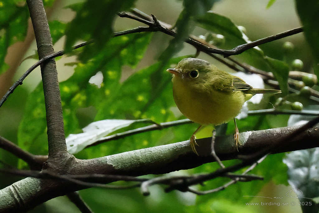 ALSTRM'S WARBLER (Phylloscopus soror) - Stäng / close