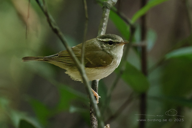 ARCTIC WARBLER (Phylloscopus borealis) - STOR BILD / FULL SIZE