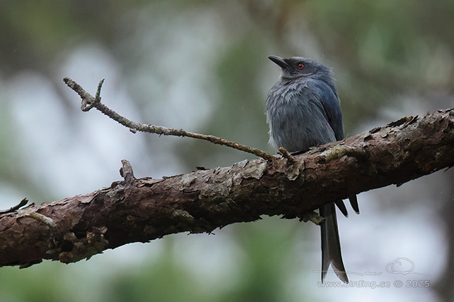 ASHY DRONGO (Dicrurus leucophaeus) - STOR BILD / FULL SIZE