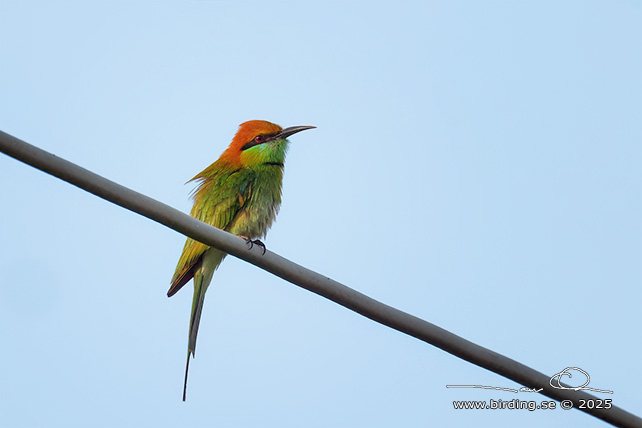 ASIAN GREEN BEE-EATER (Merops orientalis) - STOR BILD / FULL SIZE