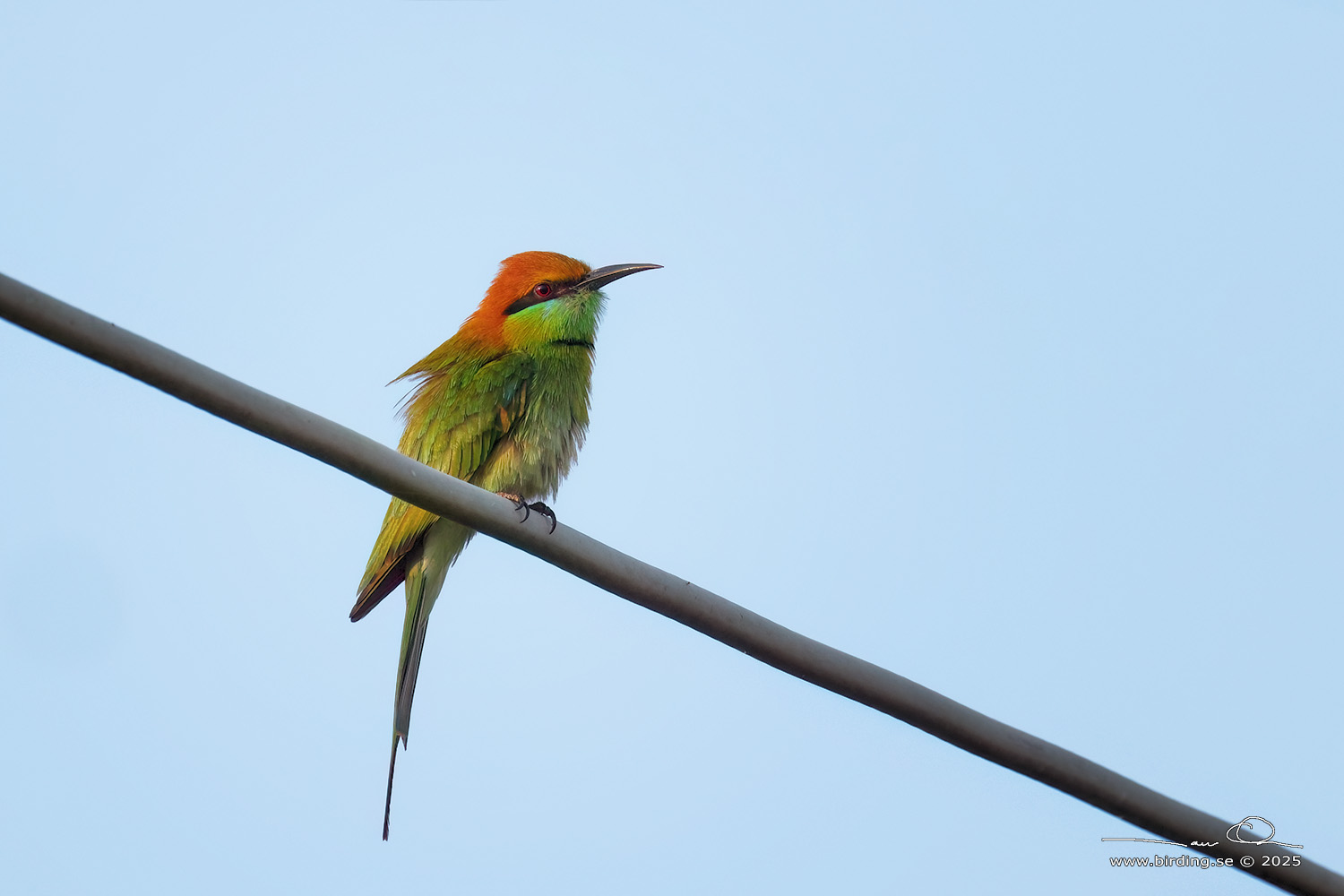 ASIAN GREEN BEE-EATER (Merops orientalis) - Stäng / close