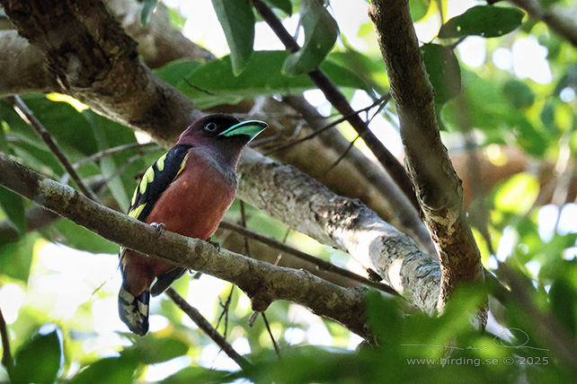 BANDED BROADBILL (Eurylaimus javanicus) - STOR BILD / FULL SIZE