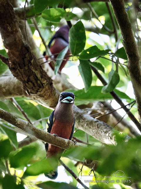 BANDED BROADBILL (Eurylaimus javanicus) - STOR BILD / FULL SIZE