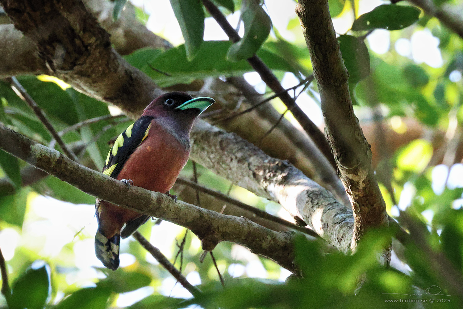 BANDED BROADBILL (Eurylaimus javanicus) - Stäng / close