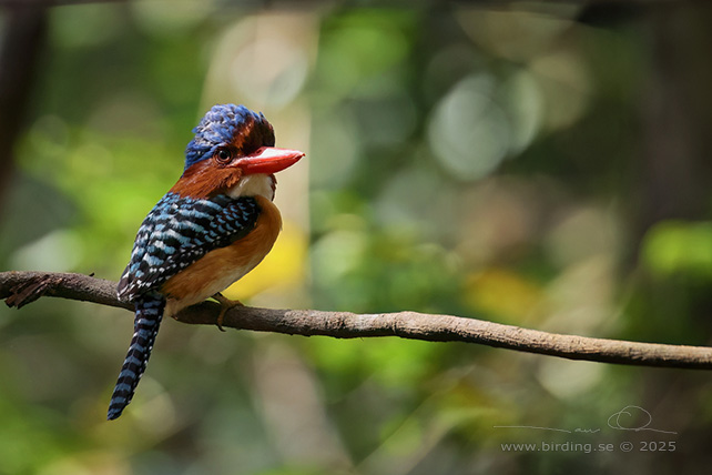 BANDED KINGFISHER (Lacedo pulchella) - STOR BILD / FULL SIZE