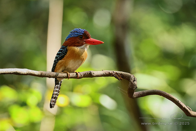 BANDED KINGFISHER (Lacedo pulchella) - STOR BILD / FULL SIZE