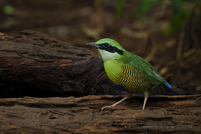 BAR-BELLIED PITTA (Hydrornis elliotii) - STOR BILD / FULL SIZE