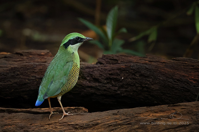 BAR-BELLIED PITTA (Hydrornis elliotii) - STOR BILD / FULL SIZE