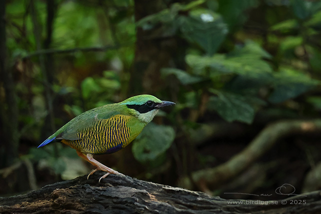 BAR-BELLIED PITTA (Hydrornis elliotii) - STOR BILD / FULL SIZE