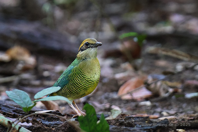 BAR-BELLIED PITTA (Hydrornis elliotii) - STOR BILD / FULL SIZE