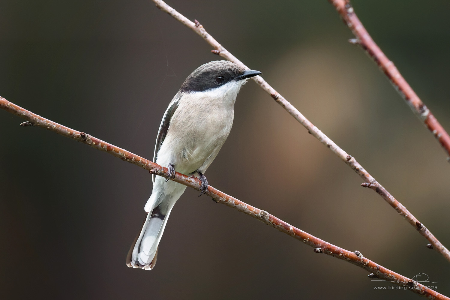 BAR-WINGED FLYCATCHER-SHRIKE (Hemipus picatus) - Stäng / close