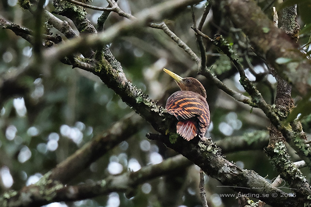 BAY WOODPECKER (Blythipicus pyrrhotis) - STOR BILD / FULL SIZE