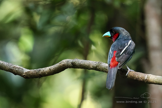 BLACK-AND-RED BROADBILL (Cymbirhynchus macrorhynchos) - STOR BILD / FULL SIZE