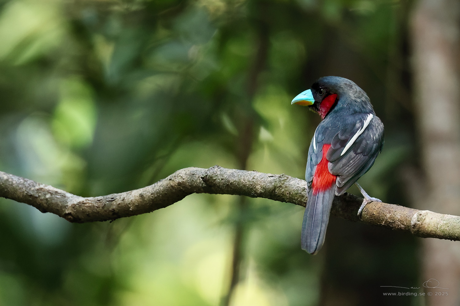 BLACK-AND-RED BROADBILL (Cymbirhynchus macrorhynchos) - Stäng / close