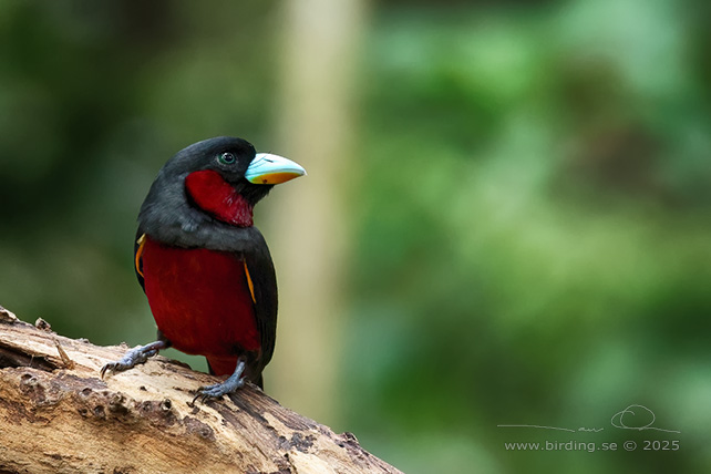 BLACK-AND-RED BROADBILL (Cymbirhynchus macrorhynchos) - STOR BILD / FULL SIZE