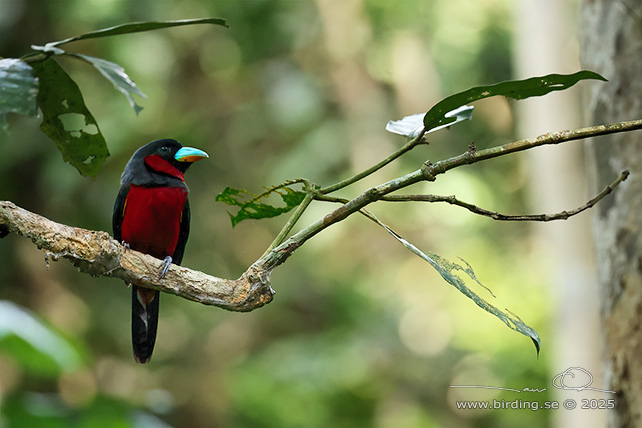 BLACK-AND-RED BROADBILL (Cymbirhynchus macrorhynchos) - STOR BILD / FULL SIZE