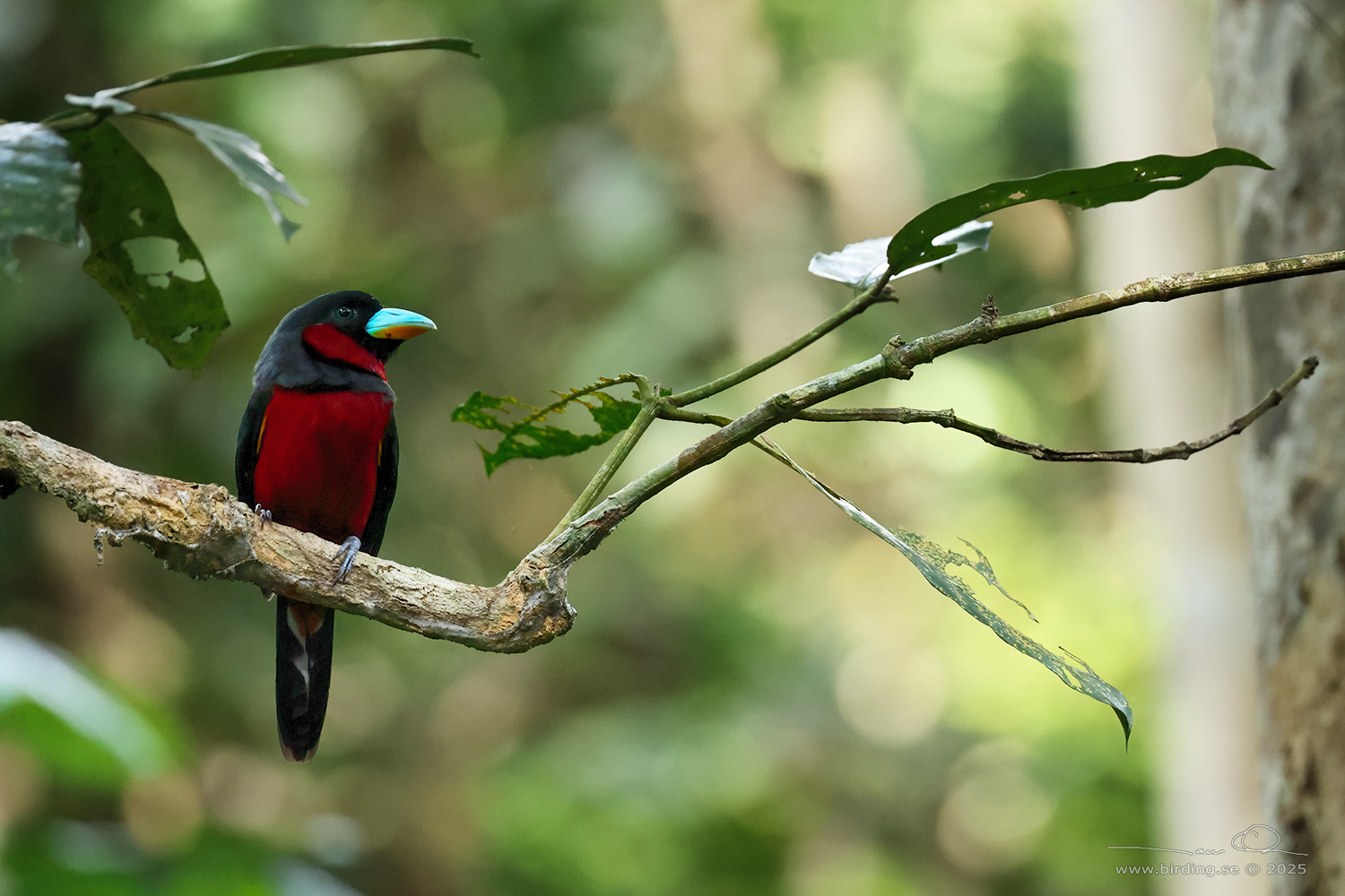 BLACK-AND-RED BROADBILL (Cymbirhynchus macrorhynchos) - Stäng / close