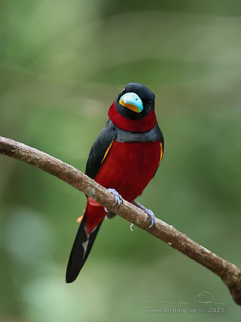 BLACK-AND-RED BROADBILL (Cymbirhynchus macrorhynchos) - STOR BILD / FULL SIZE