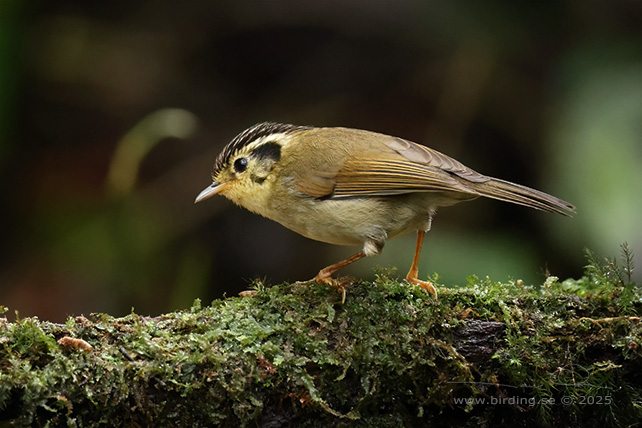 BLACK-CROWNED FULVETTA (Schoeniparus klossi) - STOR BILD / FULL SIZE