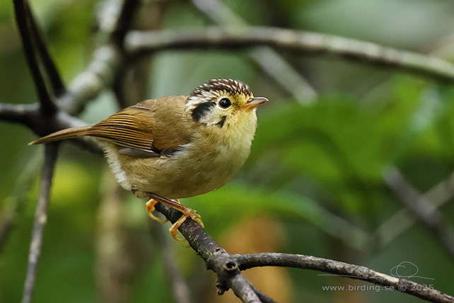 BLACK-CROWNED FULVETTA (Schoeniparus klossi) - STOR BILD / FULL SIZE