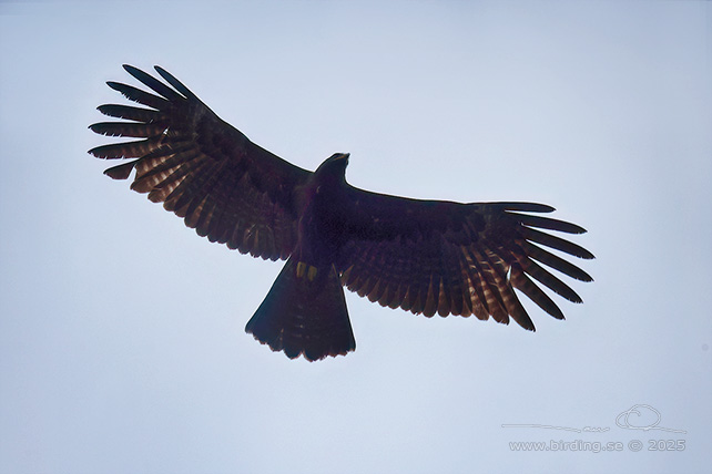 BLACK EAGLE (Ictinaetus malaiensis) - STOR BILD / FULL SIZE