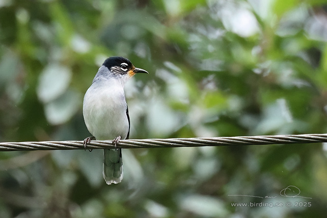 BLACK-HEADED SIBIA (Heterophasia desgodinsi) - STOR BILD / FULL SIZE