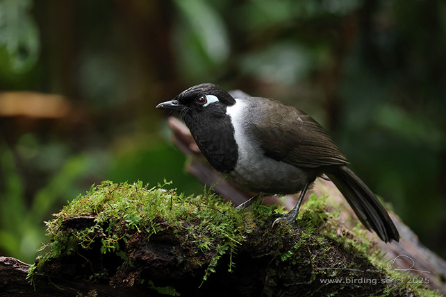 BLACK-HOODED LAUGHINGTHRUSH (Garrulax milleti) - STOR BILD / FULL SIZE