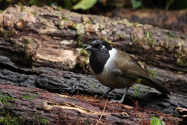 BLACK-HOODED LAUGHINGTHRUSH (Garrulax milleti) - STOR BILD / FULL SIZE