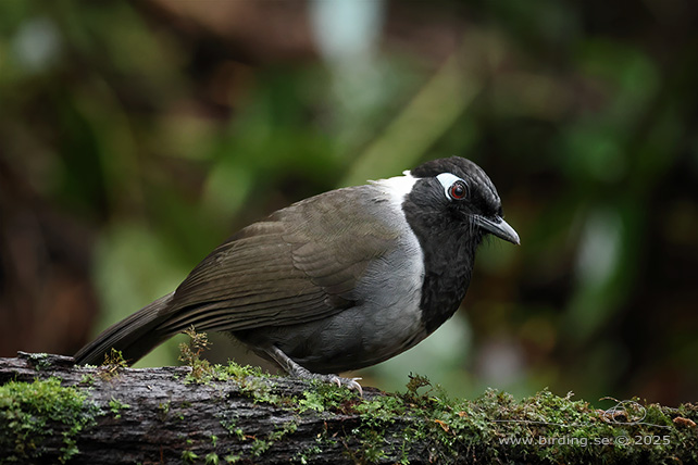 BLACK-HOODED LAUGHINGTHRUSH (Garrulax milleti) - STOR BILD / FULL SIZE