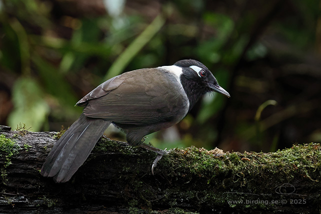 BLACK-HOODED LAUGHINGTHRUSH (Garrulax milleti) - STOR BILD / FULL SIZE