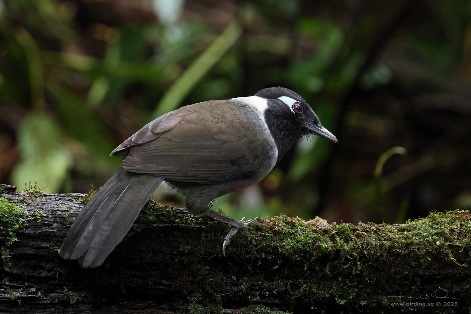 BLACK-HOODED LAUGHINGTHRUSH (Garrulax milleti) - Stäng / close