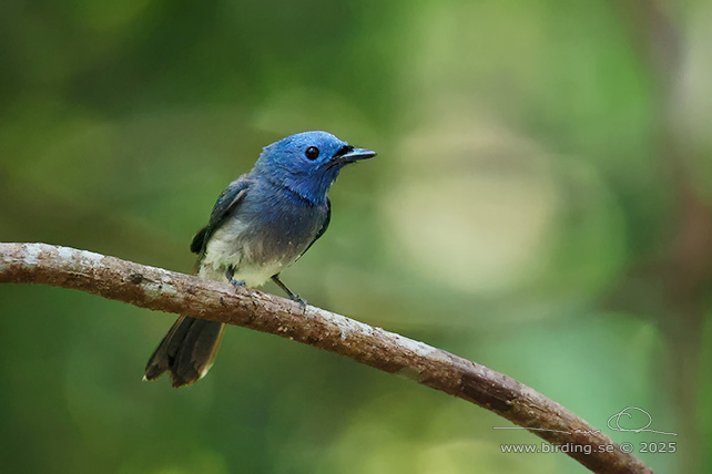 BLACK-NAPED MONARCH (Hypothymis azurea) - STOR BILD / FULL SIZE