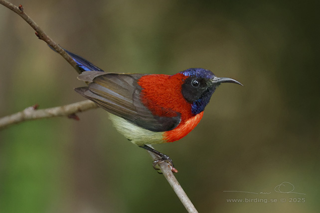 BLACK-THROATED SUNBIRD (Aethopyga saturata johnsi) - STOR BILD / FULL SIZE