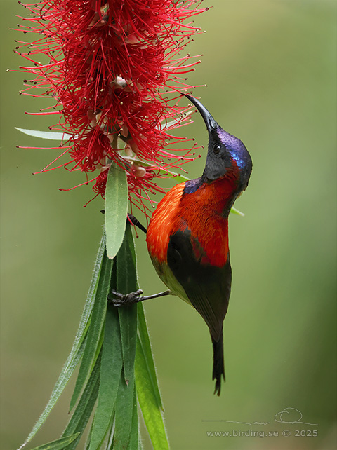 BLACK-THROATED SUNBIRD (Aethopyga saturata johnsi) - STOR BILD / FULL SIZE