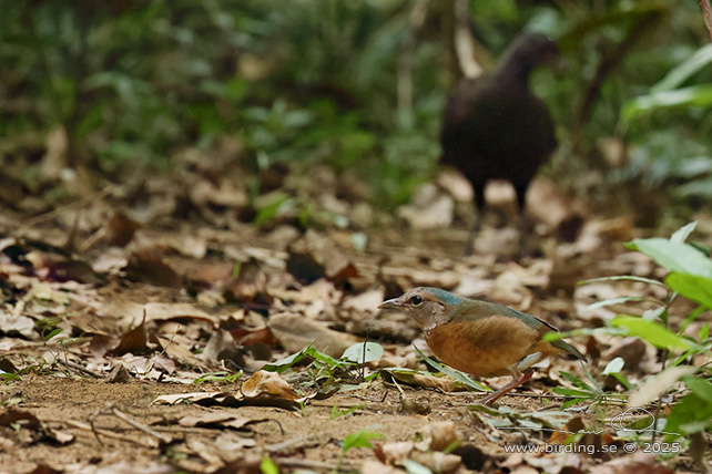 BLUE-RUMPED PITTA (Hydrornis soror) - STOR BILD / FULL SIZE