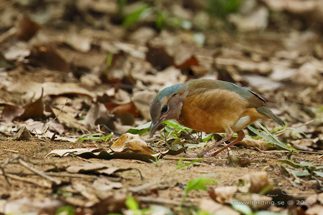 BLUE-RUMPED PITTA (Hydrornis soror) - STOR BILD / FULL SIZE