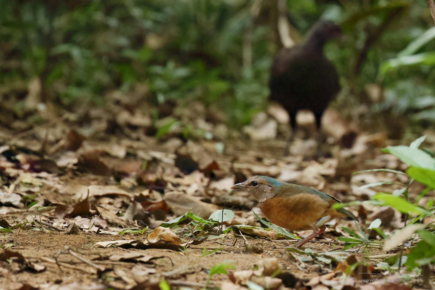 BLUE-RUMPED PITTA (Hydrornis soror) - Stäng / close