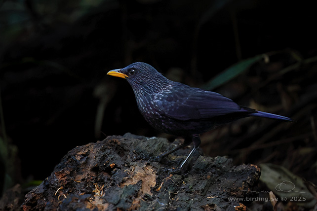 BLUE WHISTLING THRUSH (Myophonus caeruleus) - STOR BILD / FULL SIZE