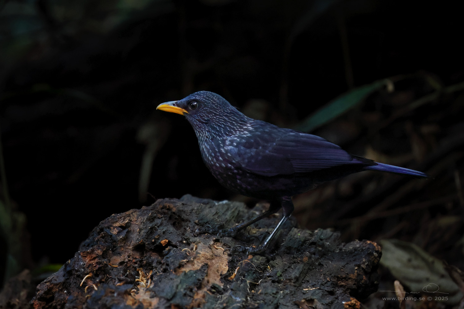 BLUE WHISTLING THRUSH (Myophonus caeruleus) - Stäng / close