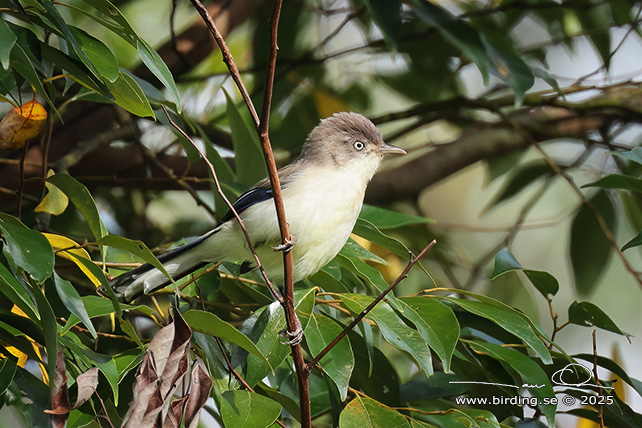 BLUE-WINGED MINLA (Actinodura cyanouroptera) - STOR BILD / FULL SIZE