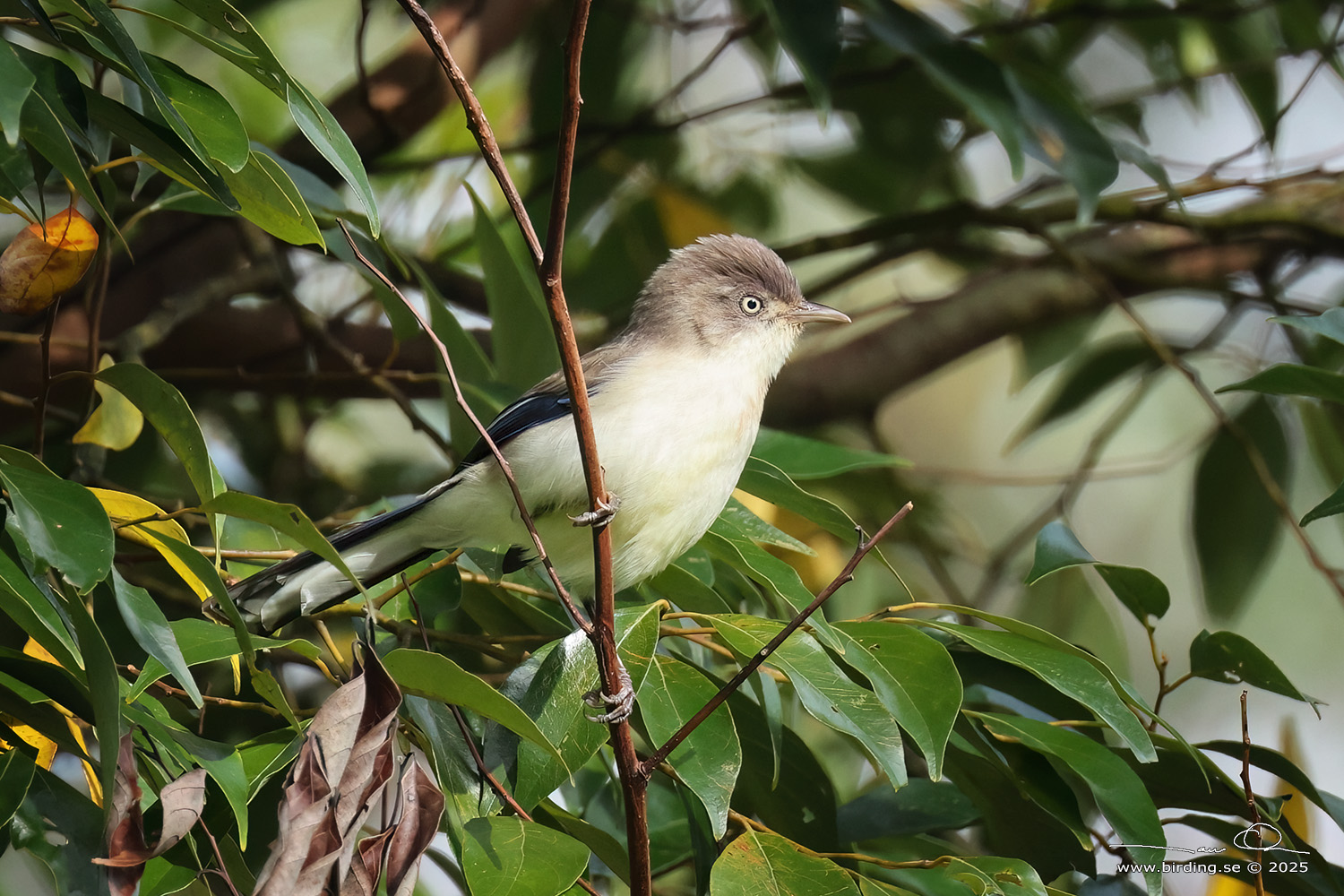 BLUE-WINGED MINLA (Actinodura cyanouroptera) - Stäng / close