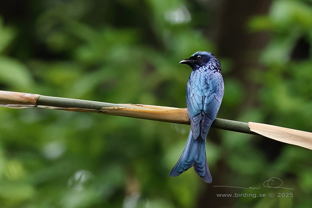 BRONZED DRONGO (Dicrurus aeneus) - STOR BILD / FULL SIZE