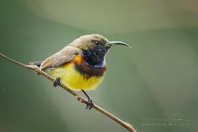 BROWN-THROATED SUNBIRD (Anthreptes malacensis) - STOR BILD / FULL SIZE