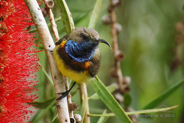 BROWN-THROATED SUNBIRD (Anthreptes malacensis) - STOR BILD / FULL SIZE