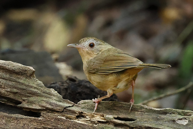 BUFF-BREASTED BABBLER (Pellorneum tickelli annamense)- STOR BILD / FULL SIZE